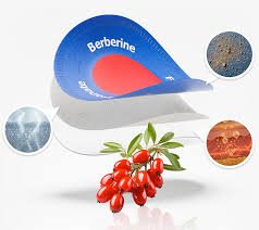 Detaillierte Darstellung des Purisaki™ Berberin-Pflasters: Zeigt die schrittweise Wirkstofffreisetzung durch die Hautschichten zur Unterstützung des Stoffwechsels.